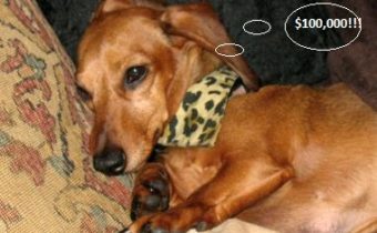 Photo of 6 year old Dachsund Winnie Pooh dreaming of money