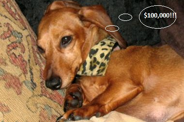 Photo of 6 year old Dachsund Winnie Pooh dreaming of money